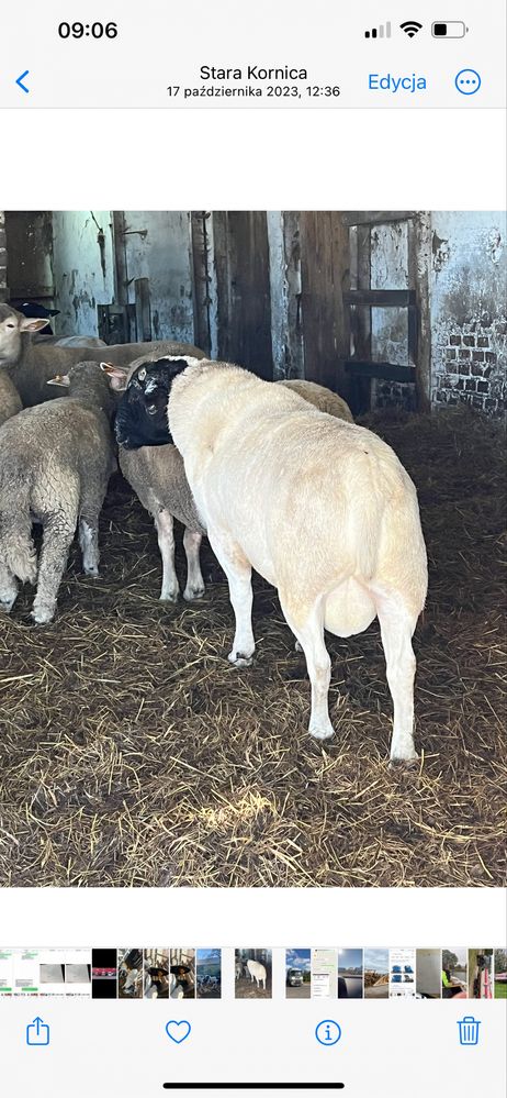 Baranki miesne 50% dorpera 4-5 miesiace