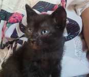 Adoçao responsavel de gatinhos