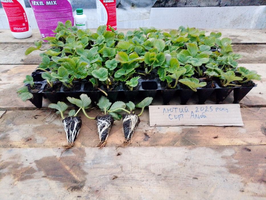 Розсада полуниці