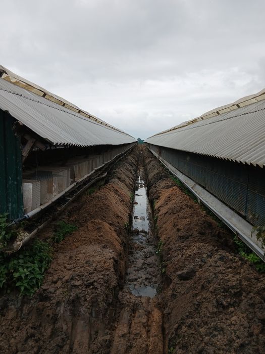 Послуги міні Екскаватора Фундаменти Траншеї Септики Ями
