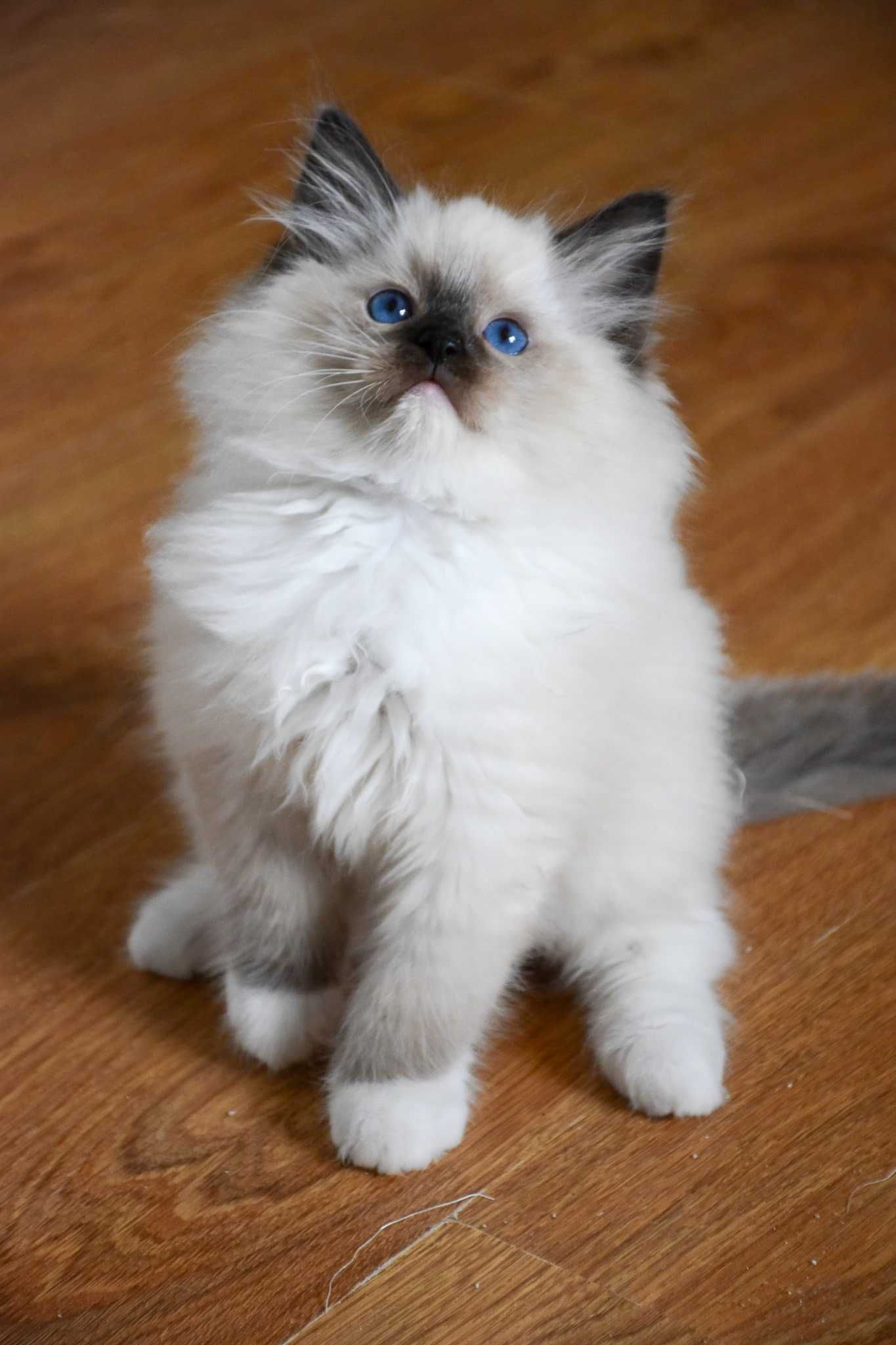 Blue Dolls Feliks – kocurek ragdoll seal mitted do pokochania
