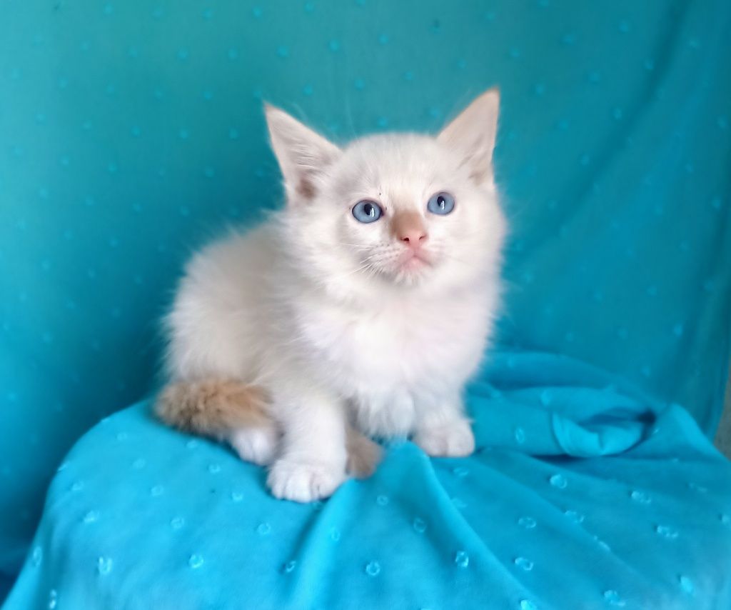 Kocięta Ragdoll gotowe do odbioru