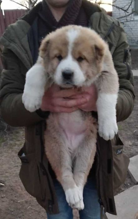 Продам цуценят алабая