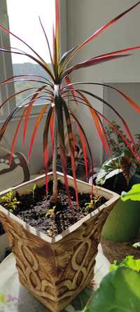 Комнатное растение драцена бордо