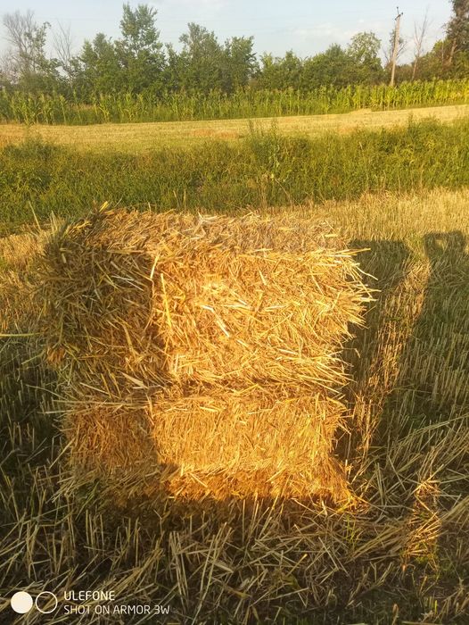 Продам солому пшеничну тюки