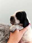 Piękna suczka Cocker spaniel angielski