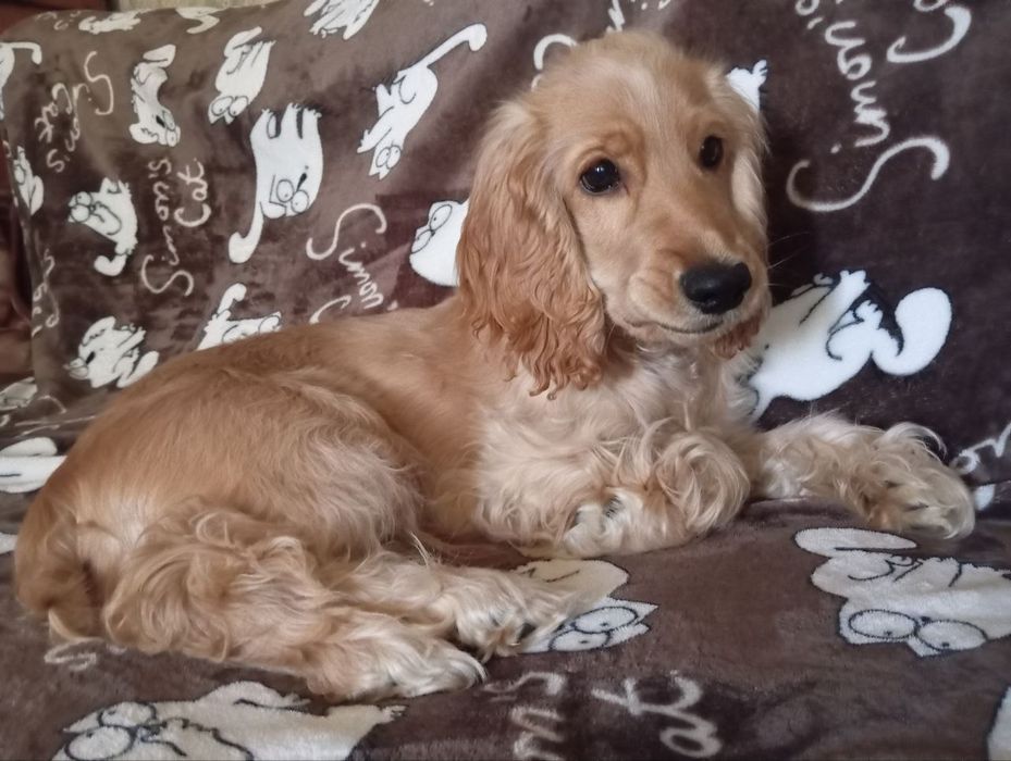 Щенок английского кокер-спаниель