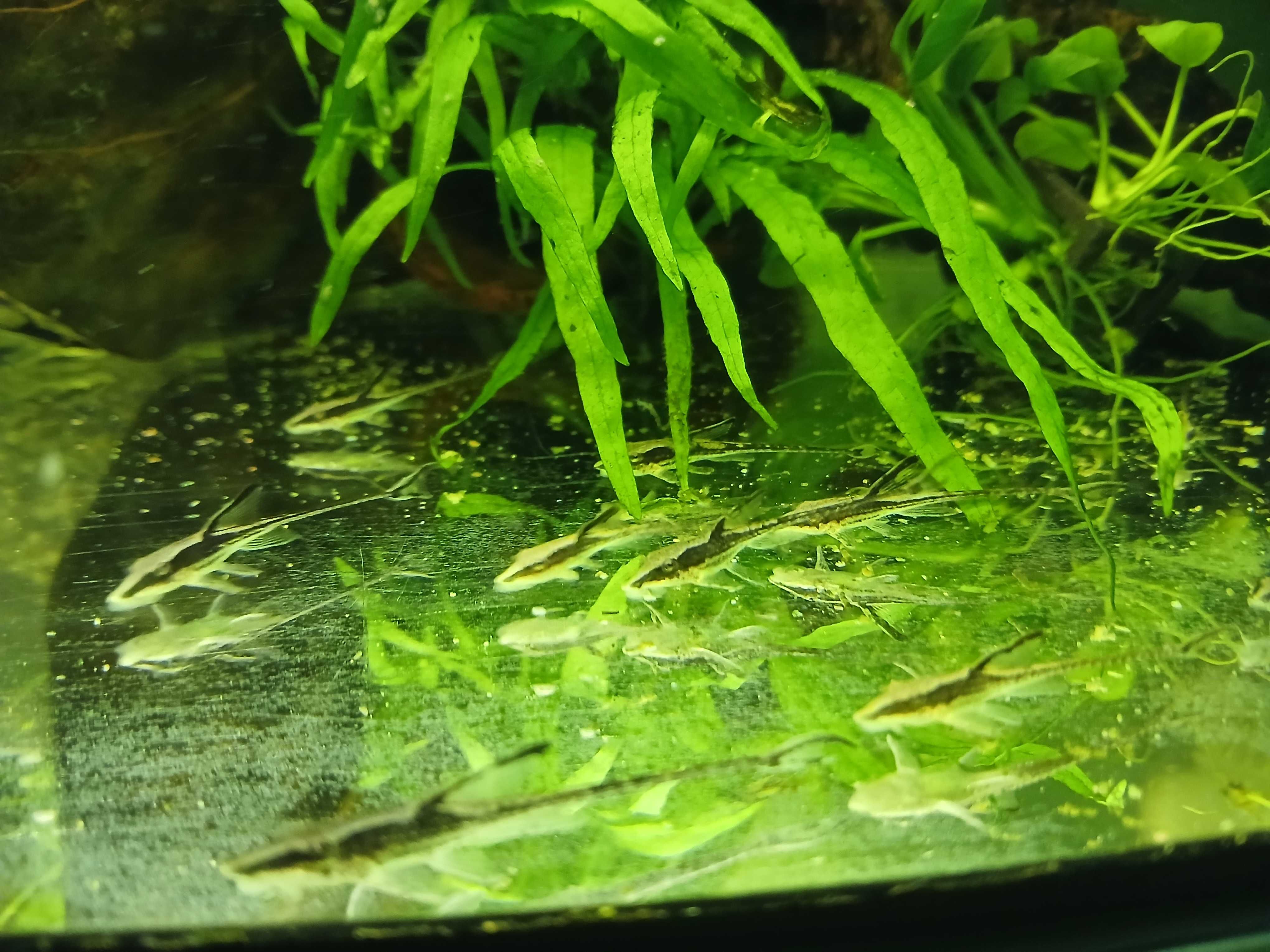 Sturisoma aureum