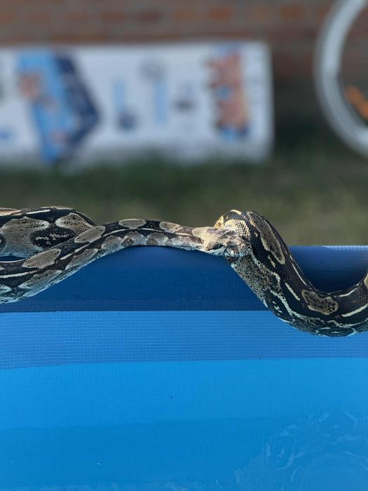 Wąż dorosla samica classic