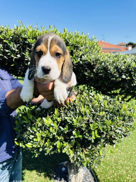 Beagle menina magnifica