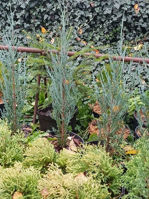 Дуб черешчатий в контейнері.