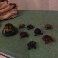 Colecção várias espécies/cores-tartarugas borracha/plástico