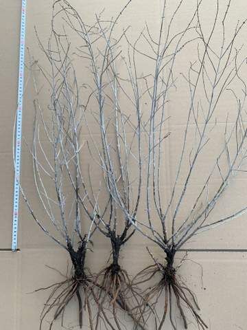 Perowskia - Perovskia  (rosyjska szałwia) jak lawenda DUŻE sadzonki