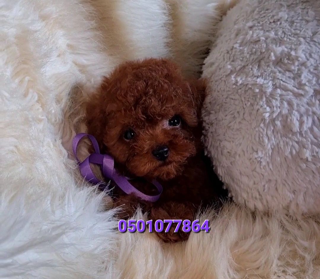Хлопчик той пуделя тікап розміру у типі "теді"(teddy)