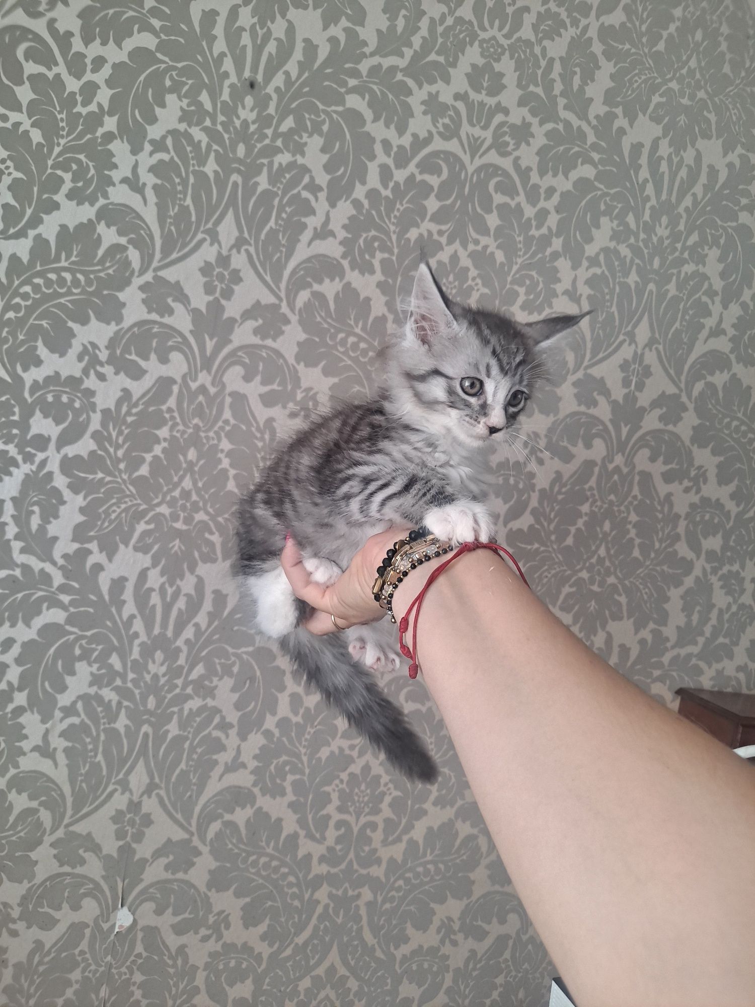 Kocurek maine coon