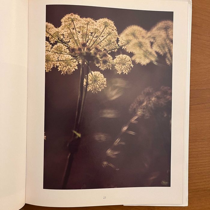 Raúl Constâncio / David Mourão-Ferreira - Do Fulgor das Flores