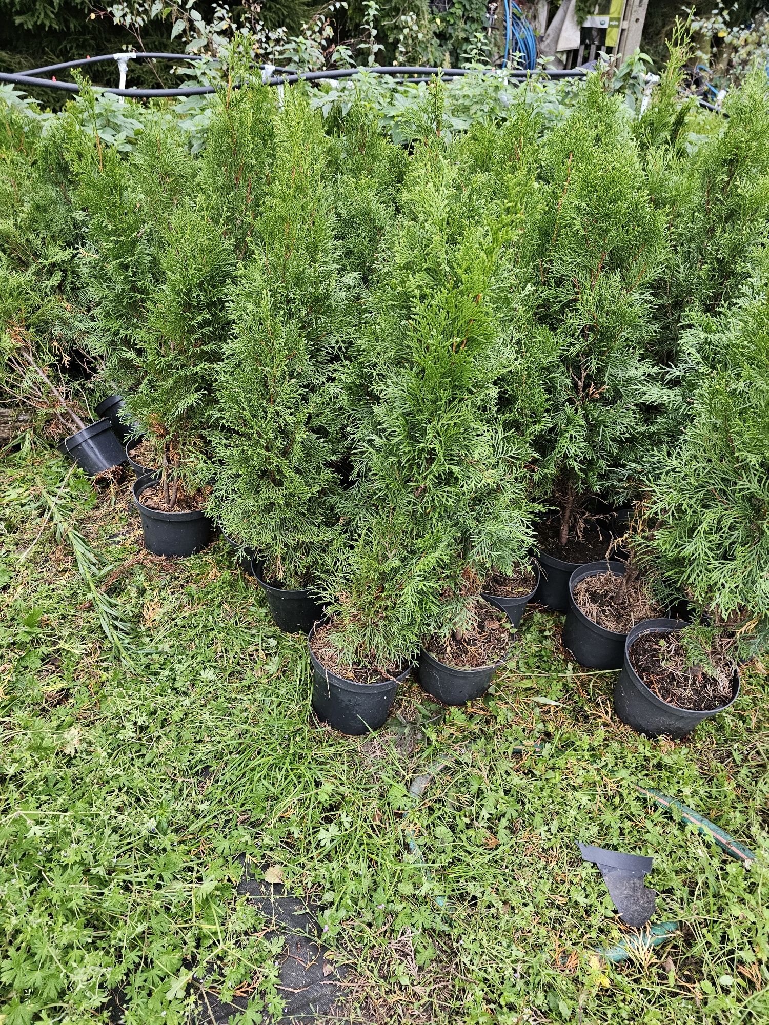 Tuja  szmaragd do 50cm ładnie zakorzeniona.