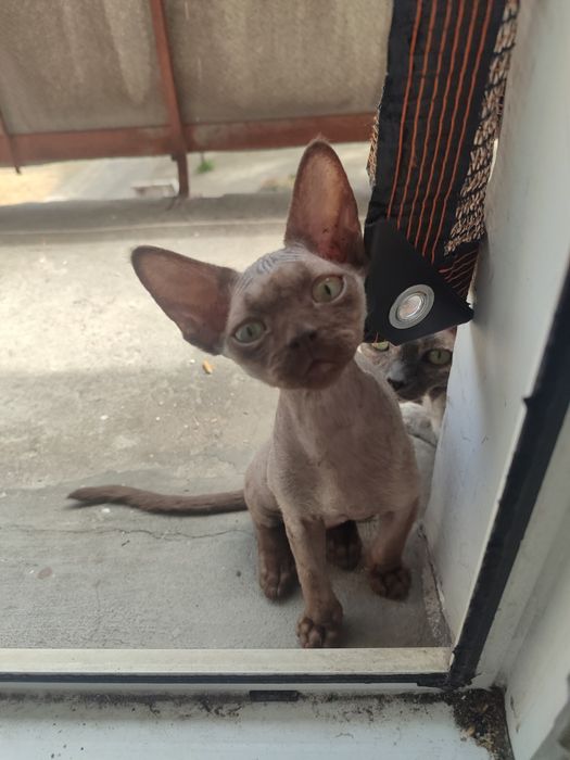 Дівчинка девон рекс