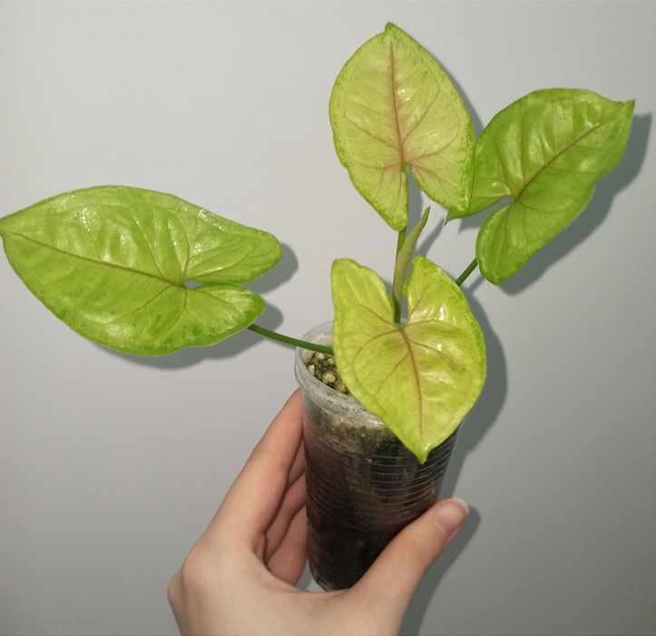 Zestaw syngonium lemon lime, mojito