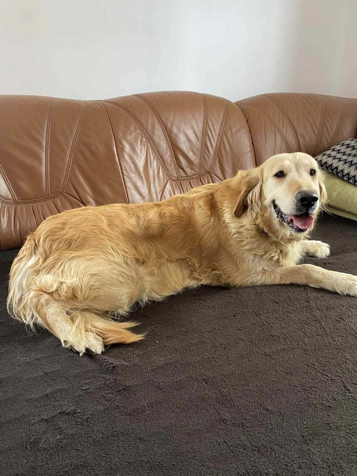 Szczenię golden retriever do odbioru