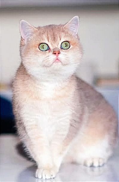 Британська кішечка BRI ay 11.Документи  WCF