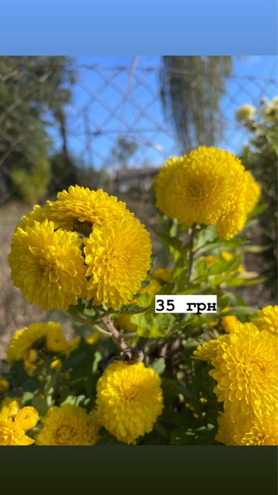 Акція!!! Всі по 30 грн. Хризантеми різних видів