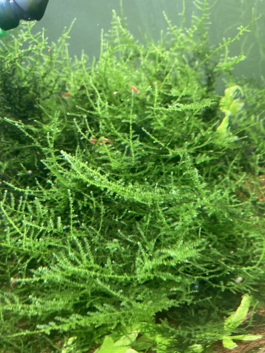 Musgo java aquario