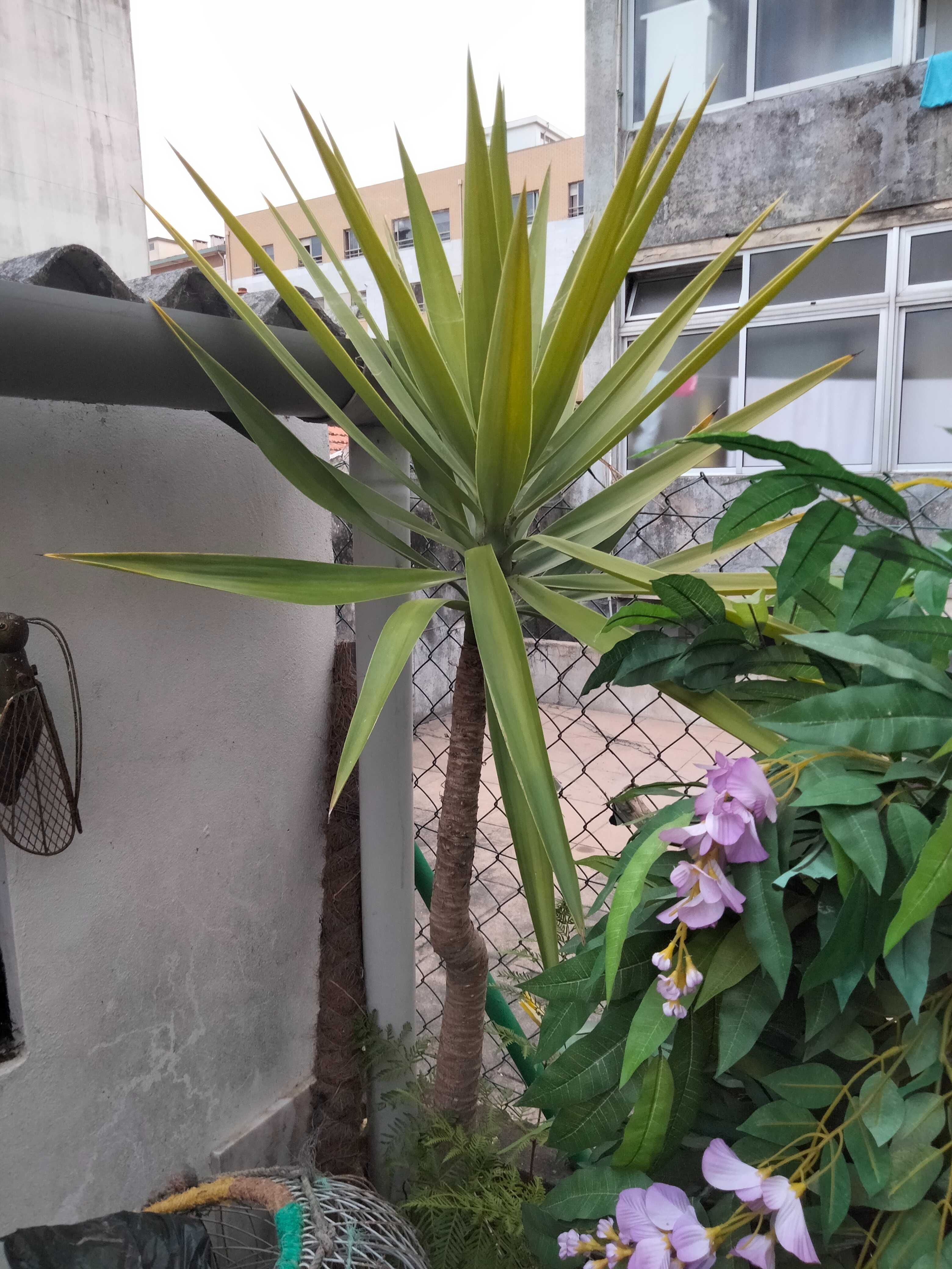 vendo várias plantas