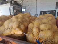 Batata agria 2025