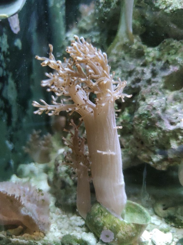 Capnella koralowiec mały