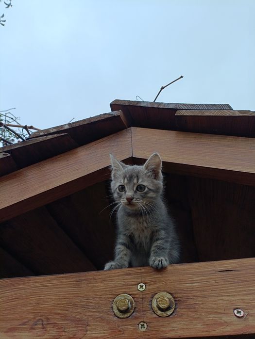 Безкоштовно віддам кошеня