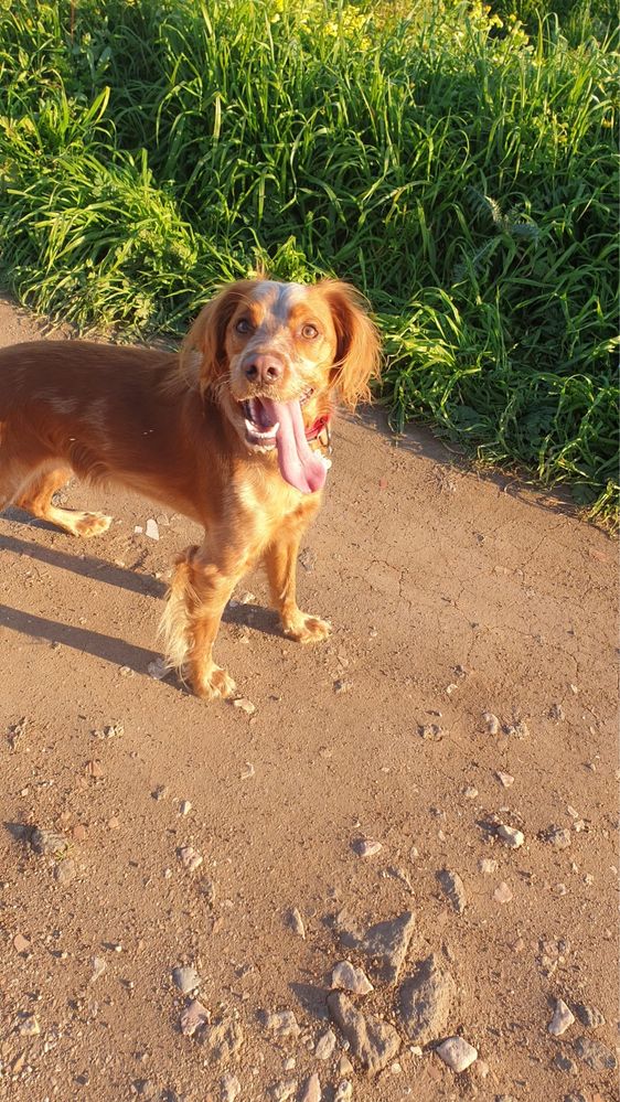 Hospedagem Familiar & Petsitting com Muito A
