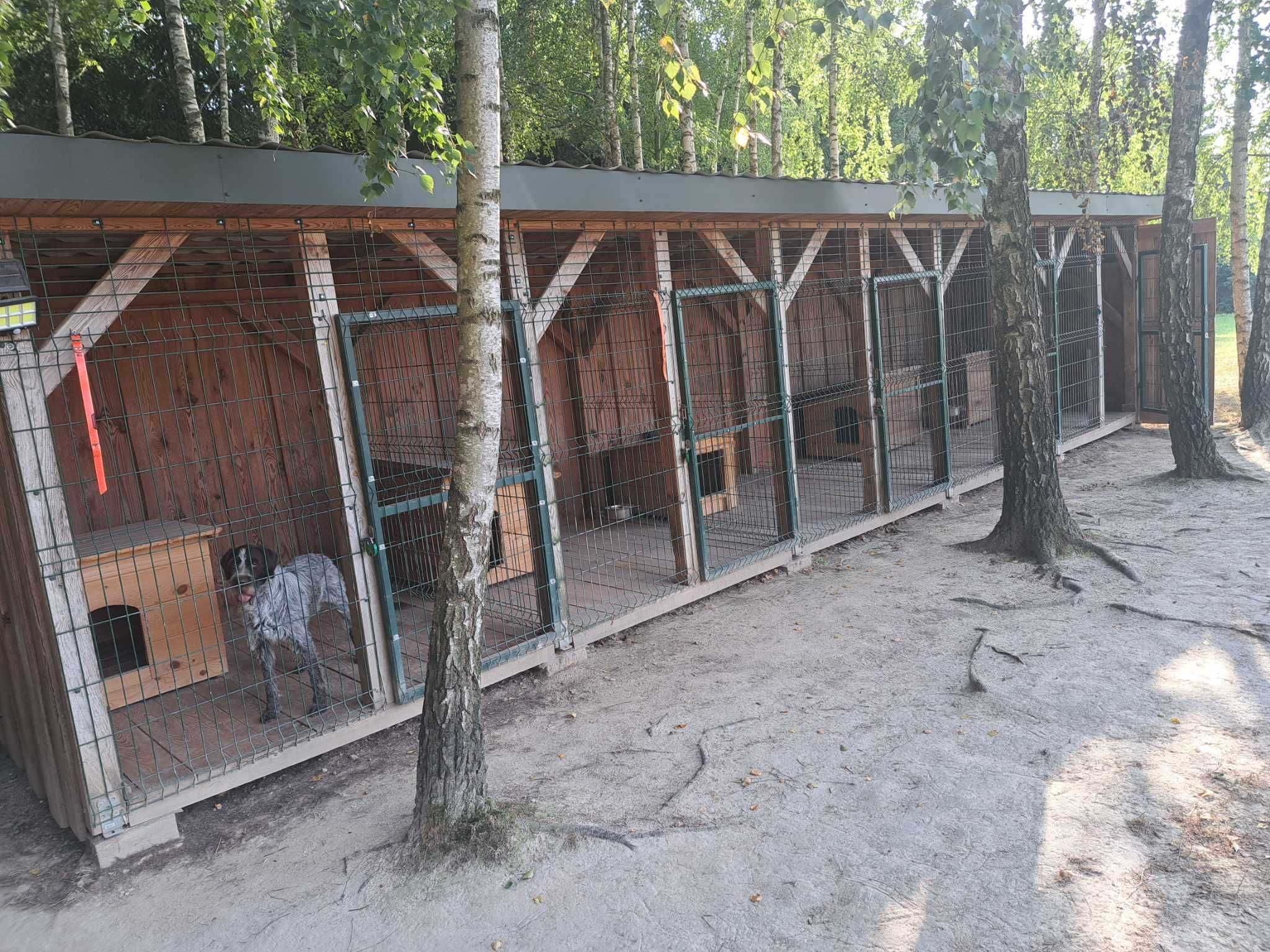 Szkolenie układanie psów myśliwskich psy wyżła posokowca terriera