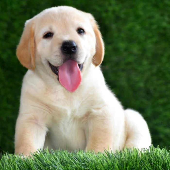 Labrador Retriever "BEJES"