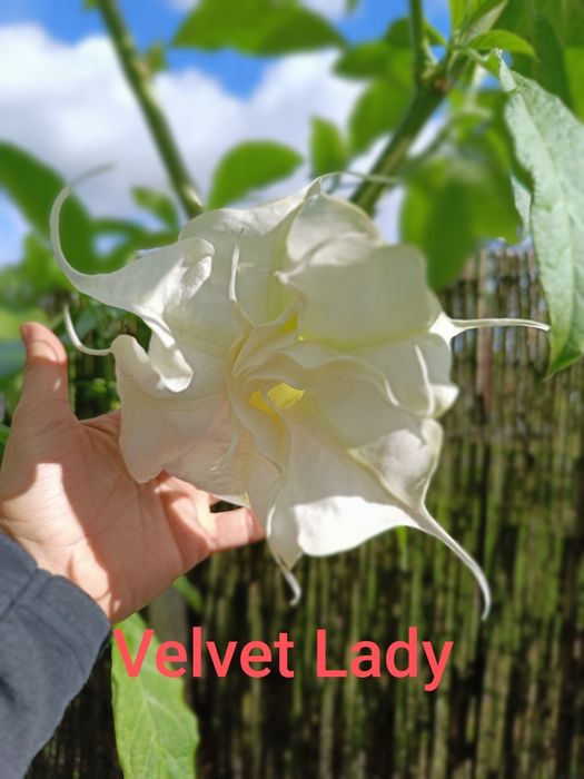 Brugmansja Datura Lady Velvet