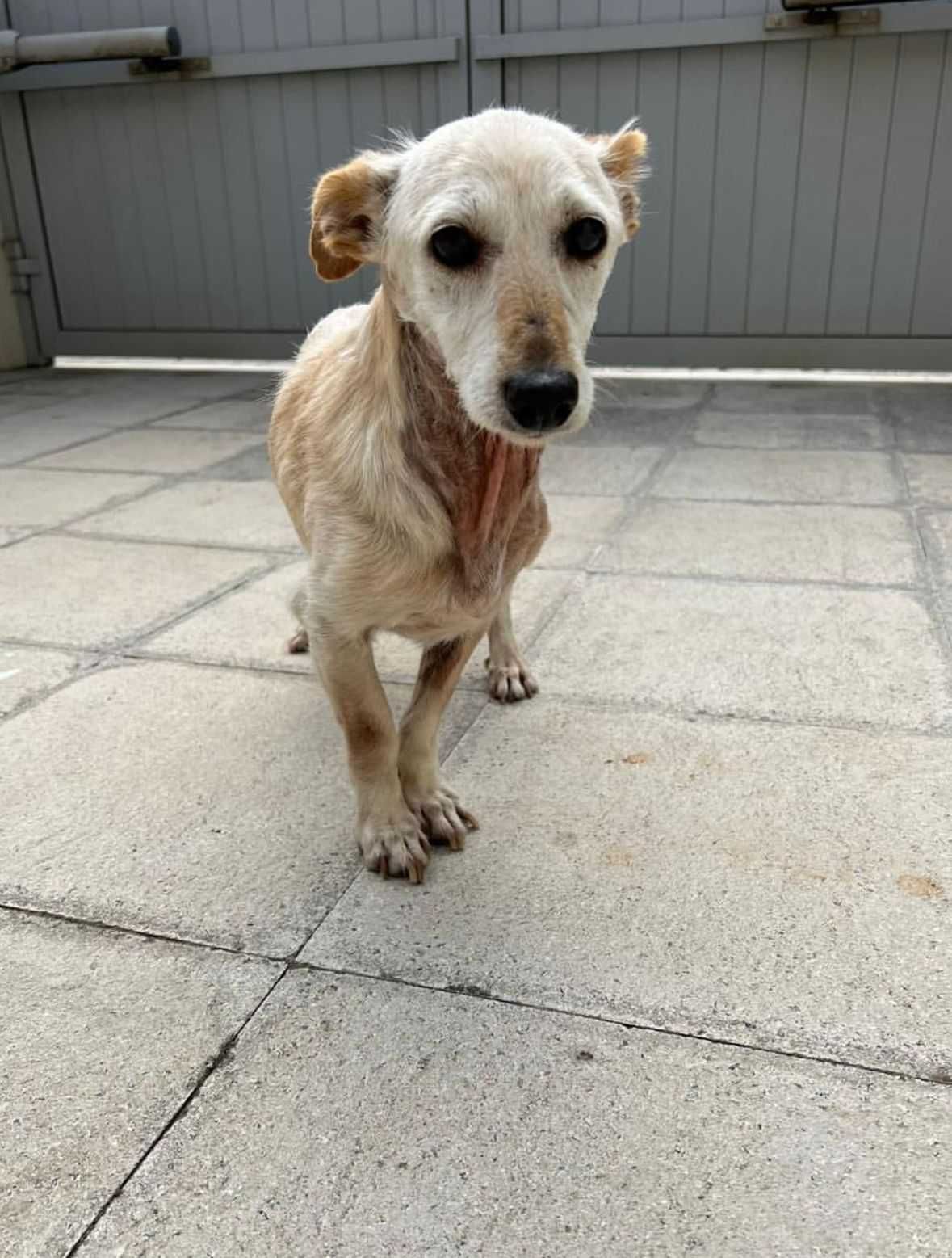 Cadela porte pequeno para adoção responsável