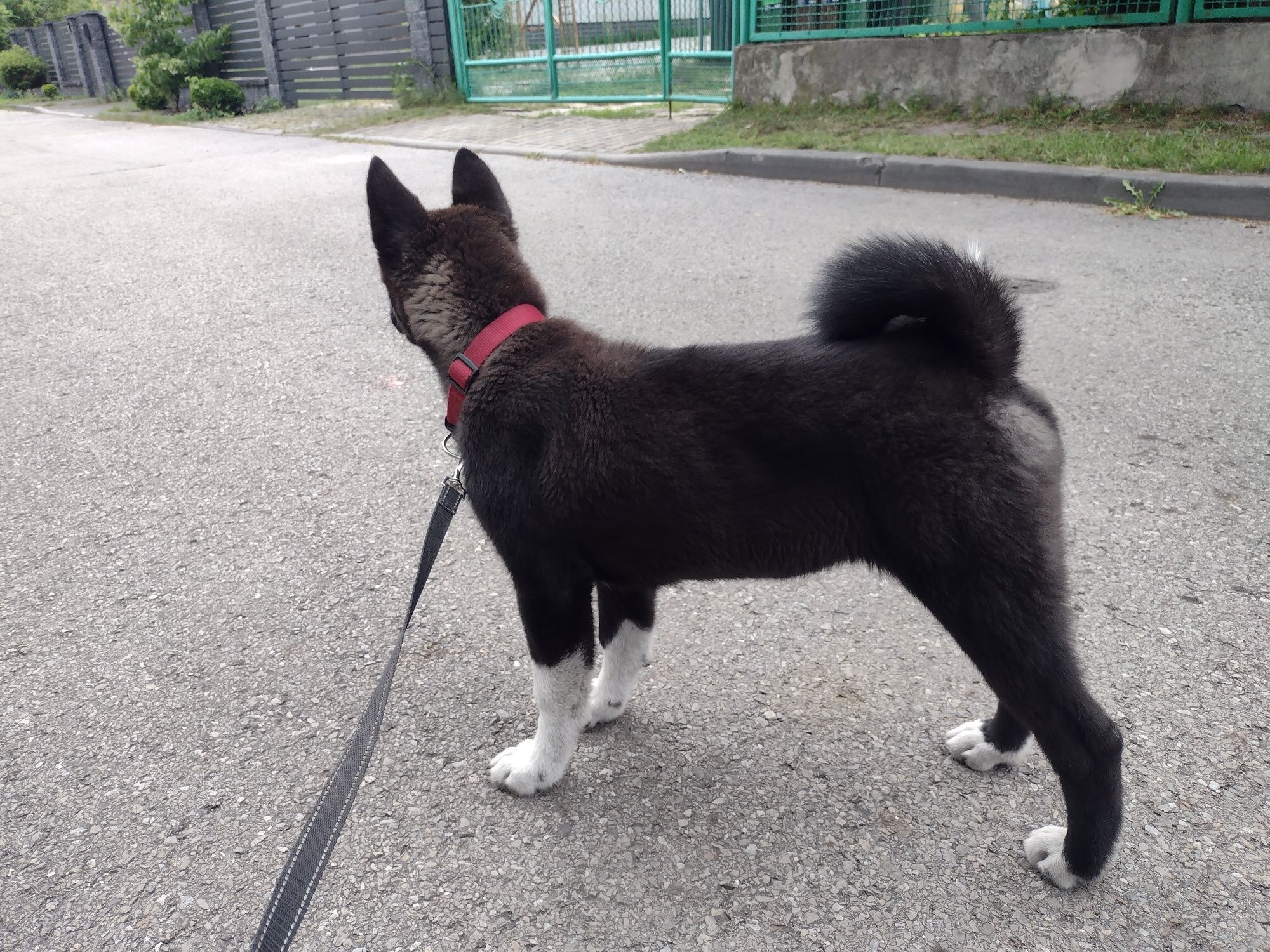 Akita amerykańska - suczka.