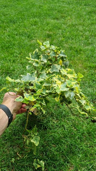 Bluszcz odmiana Profesor Seneta