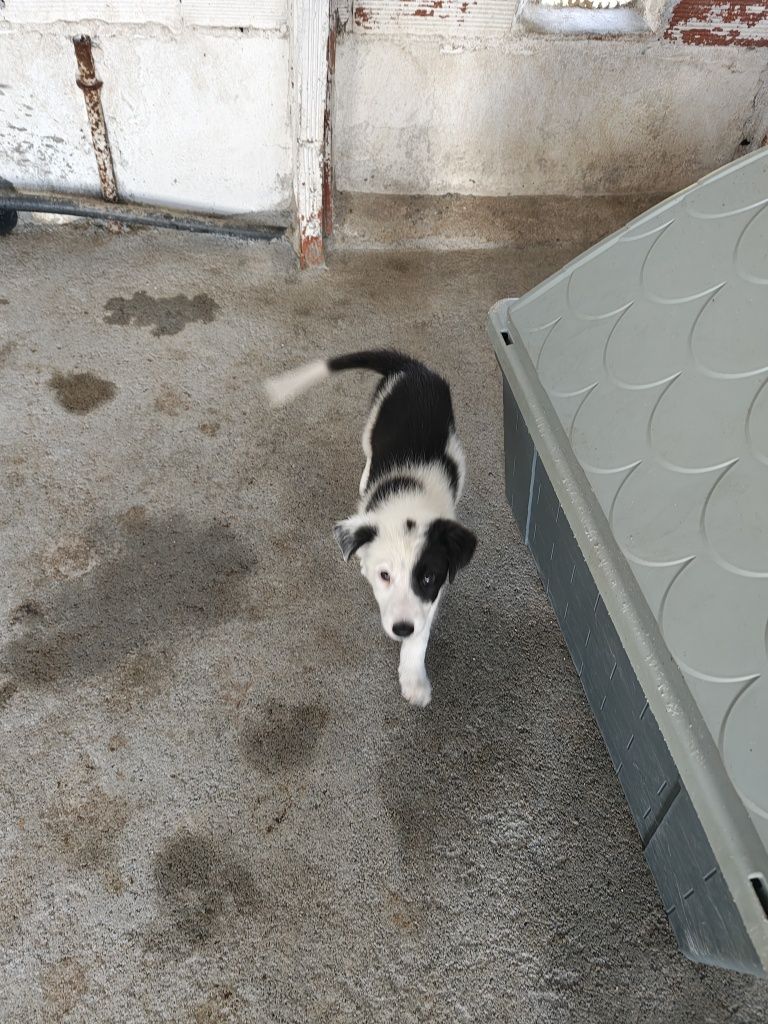 Border collie fêmea pura