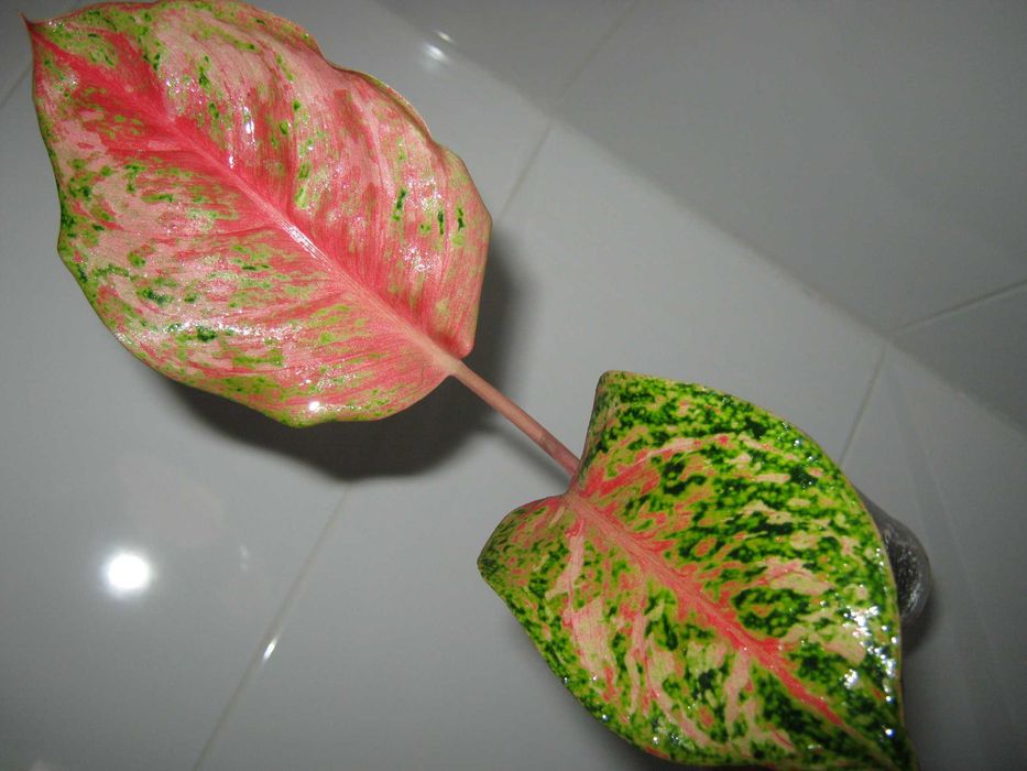 аглаонема 10 карат есть много других сортов детки от 350грн