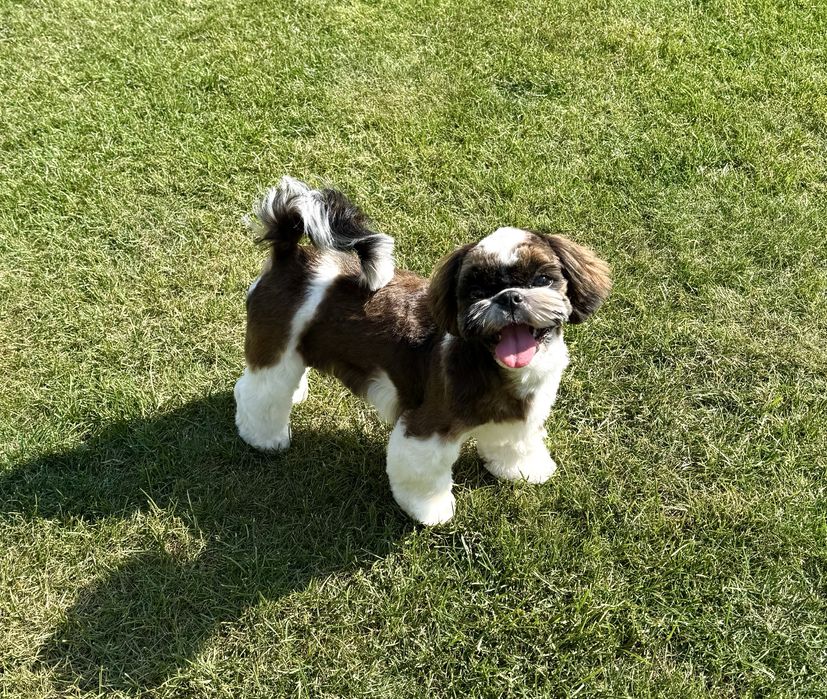 Suczka Shih Tzu ZKwP FCI