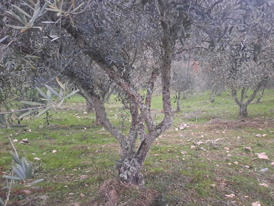 Oliveiras a Bom Preço