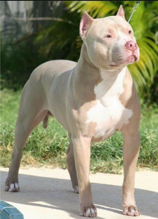 Американский Питбуль