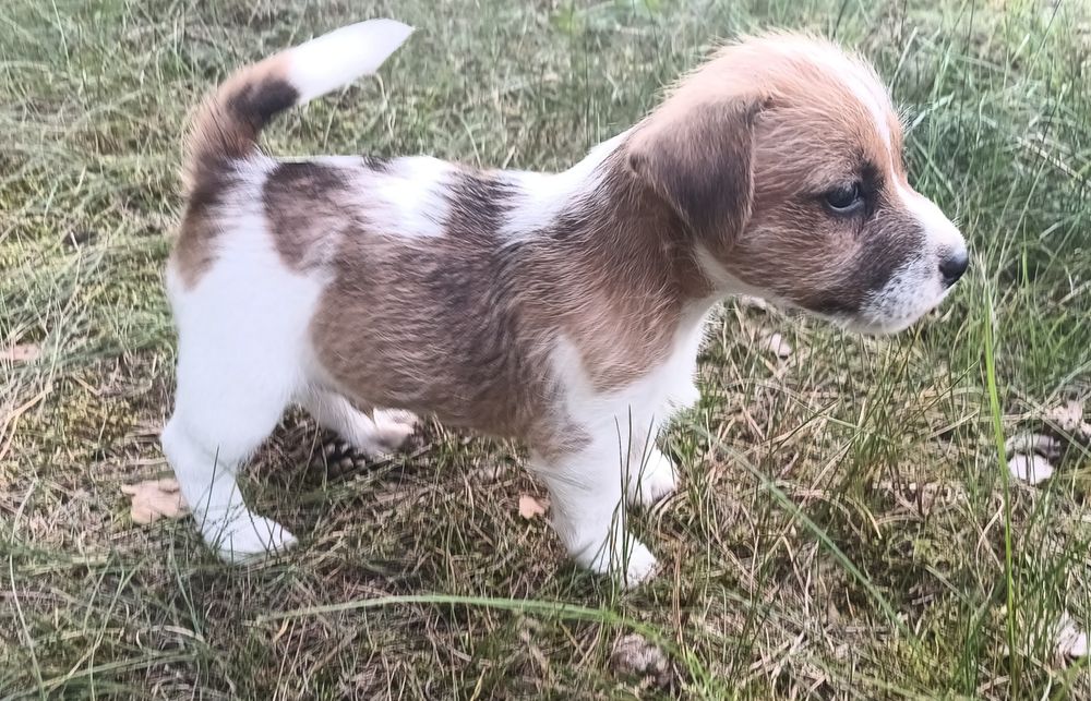 Pies parson Russell terrier
