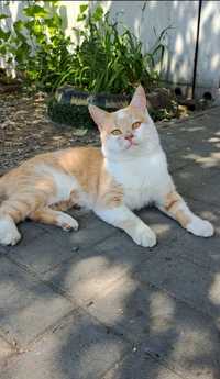 Молодий персиковий котик