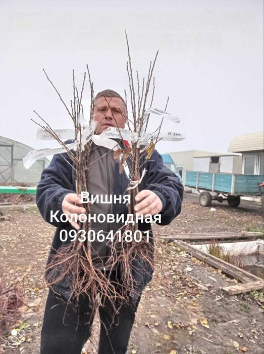 Колоновидные и Карликовые Фруктовые Деревья. Питомник Барабой