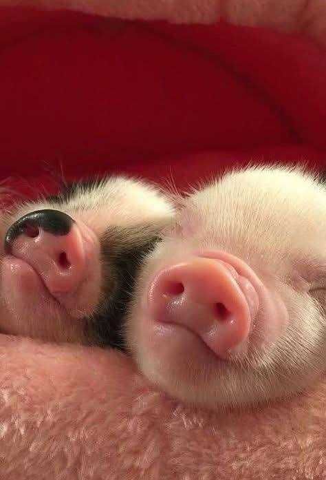 Карликовые свинки мини пиг, отличные ребята для дома