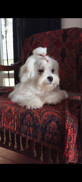 Мальтійська болонка хлопчик