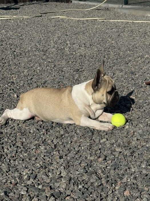 Французский бульдог питомник КСУ