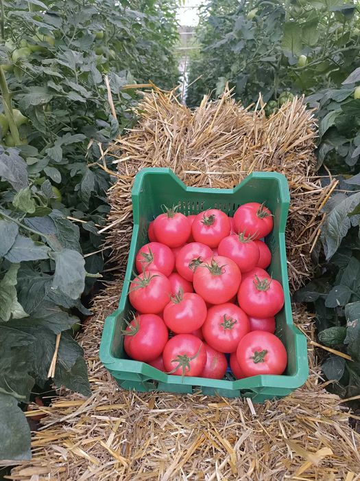 Pomidory Różne odmiany